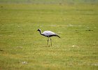 Jufferkraanvogel (demoiselle crane) (Grus virgo) op weg naar Orkhon Falls 16-08-2016 (3)